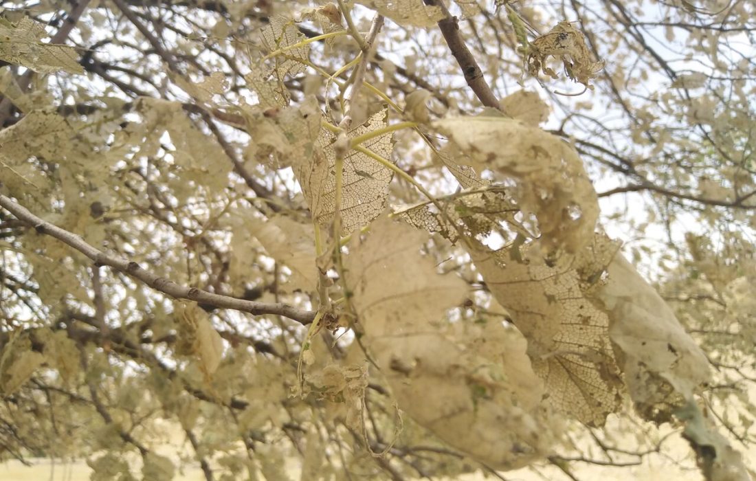 مبارزه بیولوژیک با آفت برگ‌خوار در جنگل‌های کهگیلویه و بویراحمد آغاز می شود