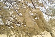مبارزه بیولوژیک با آفت برگ‌خوار در جنگل‌های کهگیلویه و بویراحمد آغاز می شود