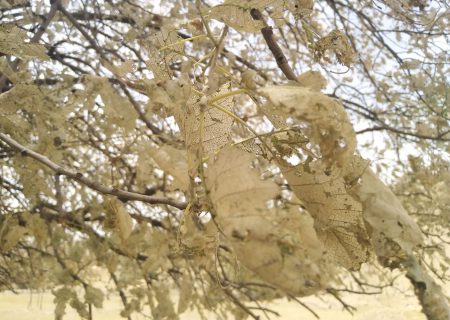مبارزه بیولوژیک با آفت برگ‌خوار در جنگل‌های کهگیلویه و بویراحمد آغاز می شود