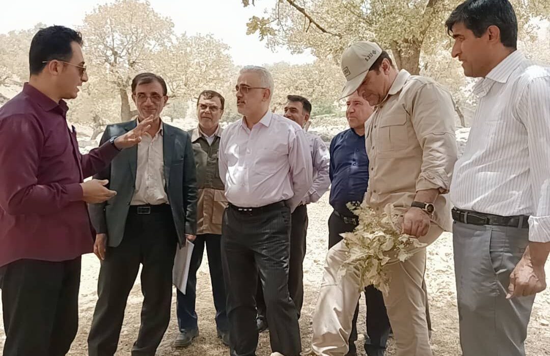 ۱۶۸میلیارد ریال اعتبار برای مبارزه با پروانه برگ‌خوار سفید در کهگیلویه و بویراحمد اختصاص یافت