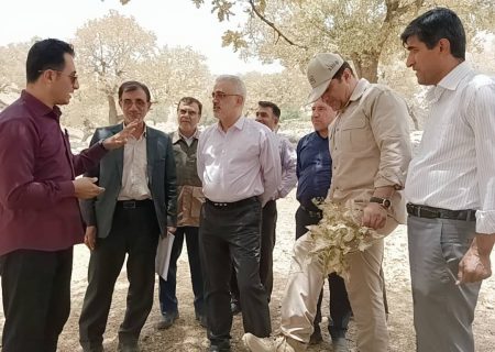۱۶۸میلیارد ریال اعتبار برای مبارزه با پروانه برگ‌خوار سفید در کهگیلویه و بویراحمد اختصاص یافت
