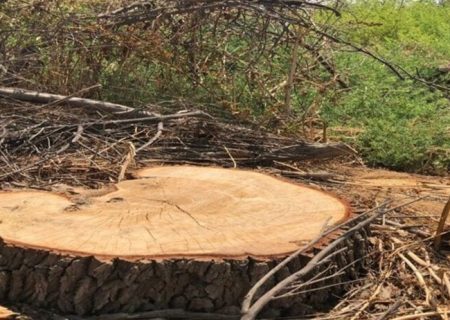۱۹ پرونده تخلف در عرصه منابع طبیعی گچساران تشکیل شد