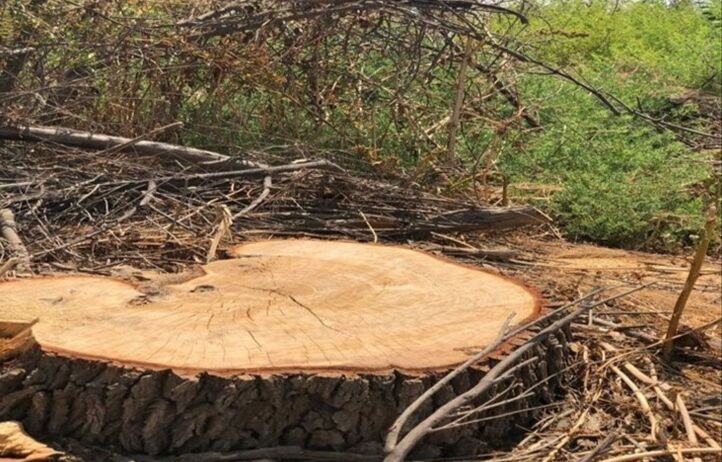 ۱۹ پرونده تخلف در عرصه منابع طبیعی گچساران تشکیل شد