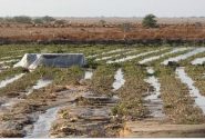 بارندگی تابستانه بیش از یکهزارو ۴۵۵ میلیاردریال به گچساران خسارت زد