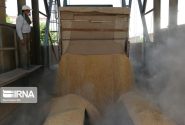 ۲۸۱ نماینده مجلس از اقدامات رئیس جمهور در در موضوع خرید تضمینی گندم قدردانی کردند
