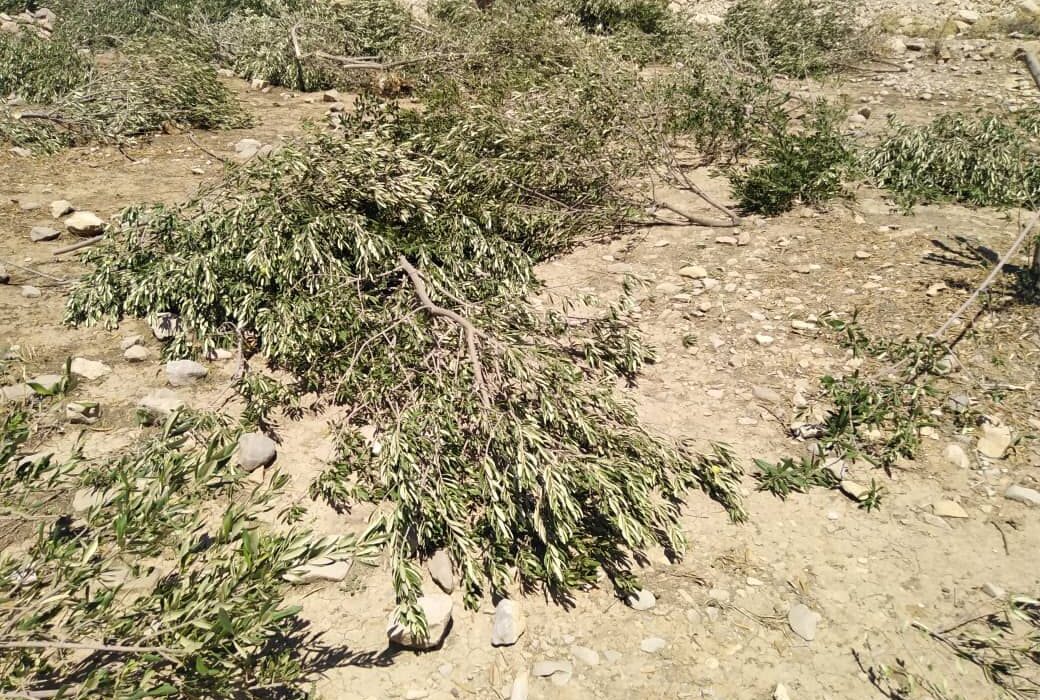 رئیس منابع طبیعی: ۱۰ هکتار باغ غیرقانونی در گچساران قلع و قمع شد