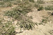رئیس منابع طبیعی: ۱۰ هکتار باغ غیرقانونی در گچساران قلع و قمع شد