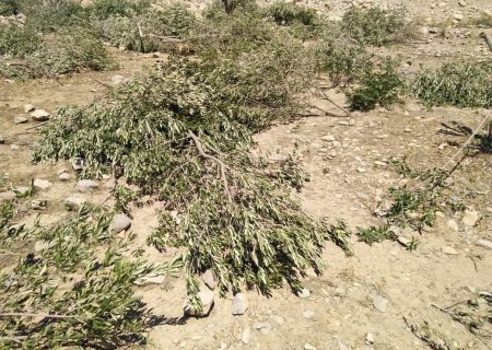 رئیس منابع طبیعی: ۱۰ هکتار باغ غیرقانونی در گچساران قلع و قمع شد