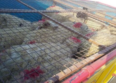 ۲ محموله دام قاچاق در باشت توقیف شد