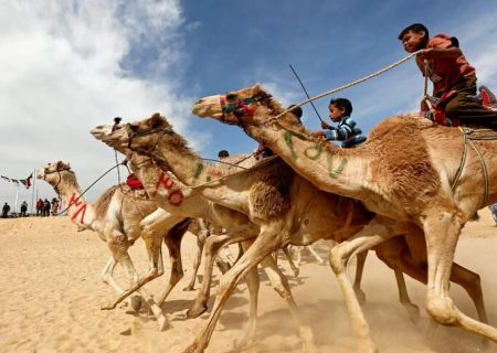 قلعه‌گنج میزبان جام ملی شتردوانی بود
