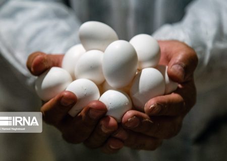 قیمت هر کیلو تخم‌مرغ درب مرغداری‌ ۶۱هزار تومان شد