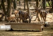 حفاظت مشارکتی ؛راهکاری برای نجات حیات وحش در گچساران
