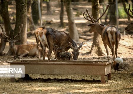 حفاظت مشارکتی ؛راهکاری برای نجات حیات وحش در گچساران