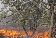برخورد قاطع با مسببان آتش سوزی عمدی جنگل ها در کهگیلویه وبویراحمد