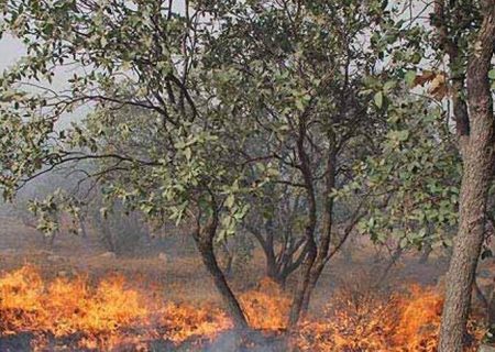 برخورد قاطع با مسببان آتش سوزی عمدی جنگل ها در کهگیلویه وبویراحمد