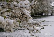 سرمازدگی و تگرگ ۲۰ هزار میلیارد ریال به باغات استان اردبیل خسارت زد