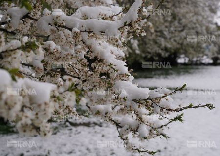 سرمازدگی و تگرگ ۲۰ هزار میلیارد ریال به باغات استان اردبیل خسارت زد