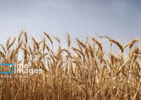 نیمی از مزارع دیم کهگیلویه و بویراحمد قابل برداشت نیست