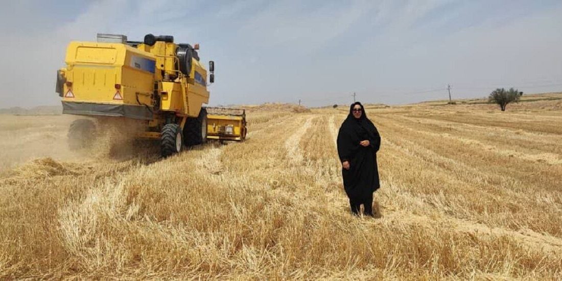 ۶۰ درصد مزارع کشاورزی دیم گچساران برداشت نمی شود