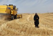 ۶۰ درصد مزارع کشاورزی دیم گچساران برداشت نمی شود
