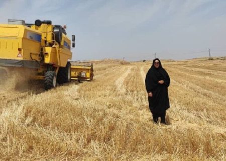 ۶۰ درصد مزارع کشاورزی دیم گچساران برداشت نمی شود