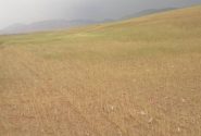 کاهش بارندگی و آسیب جدی به مزارع کهگیلویه و بویراحمد