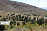 یکهزار و ۵۰۰ هکتار بیابان زدایی در گچساران انجام شد