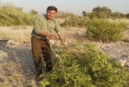 رفع تصرف بیش از هزار هکتار اراضی ملی در گچساران