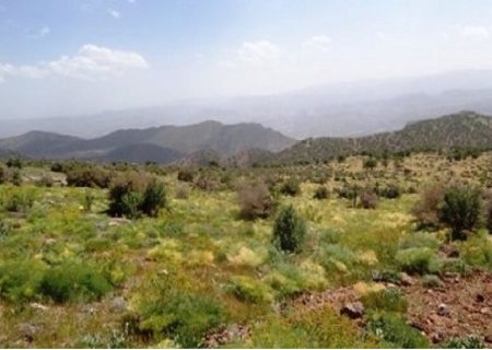 سه گونه گیاه دارویی در گچساران در معرض انقراض است
