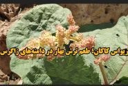 فیلم / زیبایی بهار کاکان با طعم ریواس