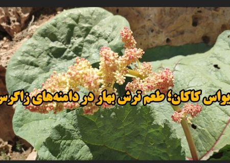 فیلم / زیبایی بهار کاکان با طعم ریواس