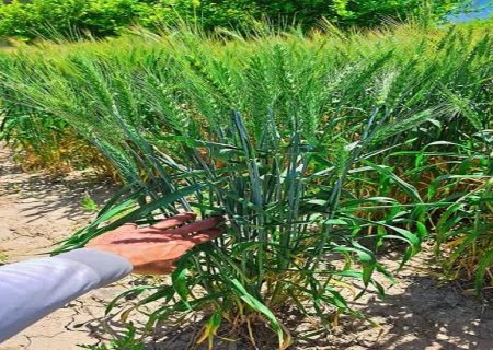واکنش مخاطبان ایرنا به گزارش کشاورز خلاق گچسارانی