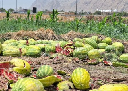 کمبود کامیون و مشکل فروش هندوانه کاران گچساران+ فیلم