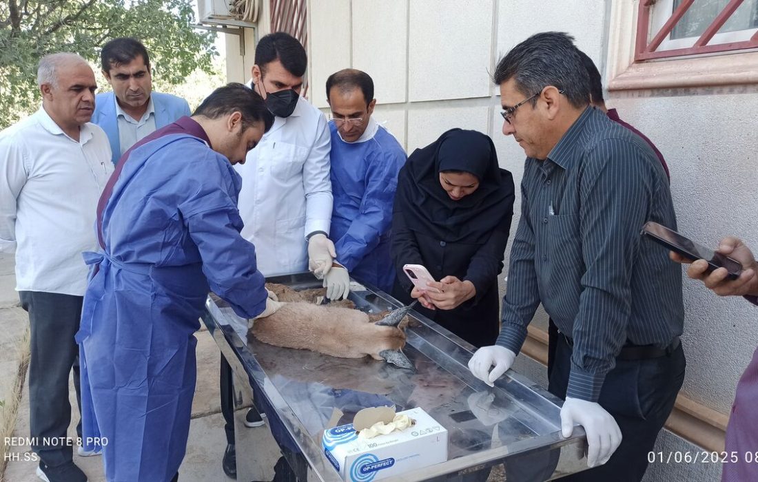 شکار «کاراکال» کمیاب در بویراحمد؛ تلاش برای نجات حیوان زخمی