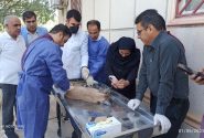 شکار «کاراکال» کمیاب در بویراحمد؛ تلاش برای نجات حیوان زخمی