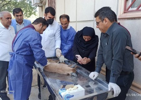 شکار «کاراکال» کمیاب در بویراحمد؛ تلاش برای نجات حیوان زخمی