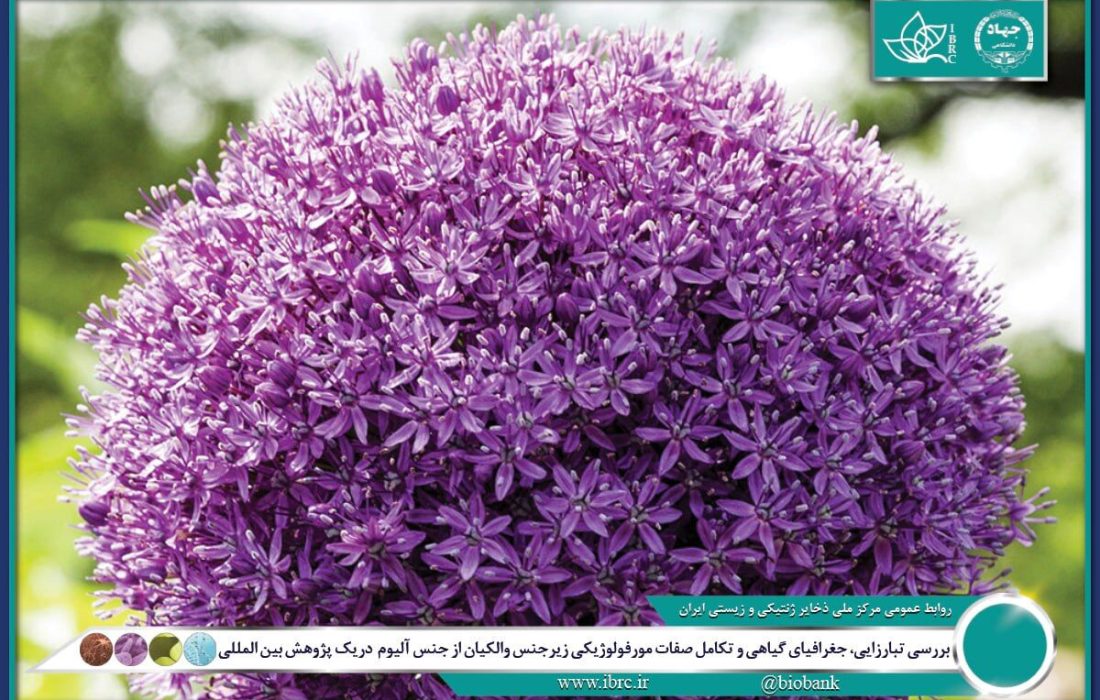 ایران در تنوع زایی و بوم زادی جنس پیاز جایگاهی استثنایی دارد