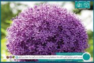 ایران در تنوع زایی و بوم زادی جنس پیاز جایگاهی استثنایی دارد