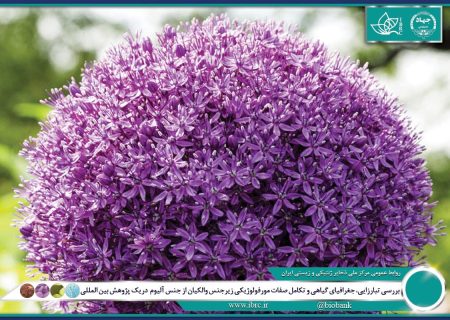 ایران جایگاهی استثنایی به‌ عنوان یکی از مهم‌ترین مراکز تنوع زایی و بوم زادی جنس پیاز دارد 